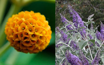 Buddlea deer resistant shrub