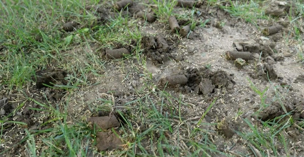 Aeration and overseeding lawn