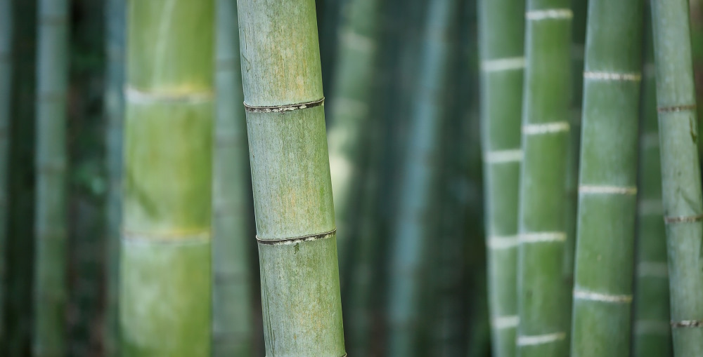 deer resistant bamboo