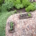 flagstone walkway bird's eye view