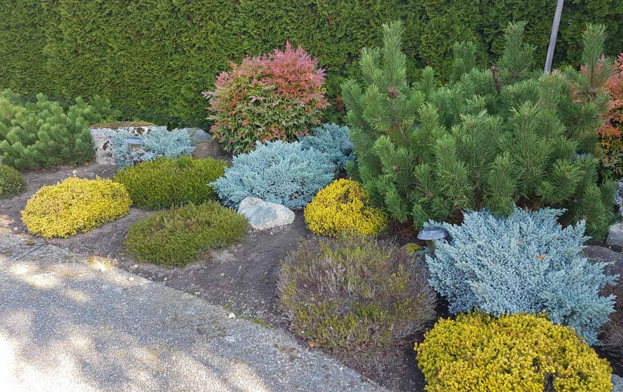 colourful shrubs in garden