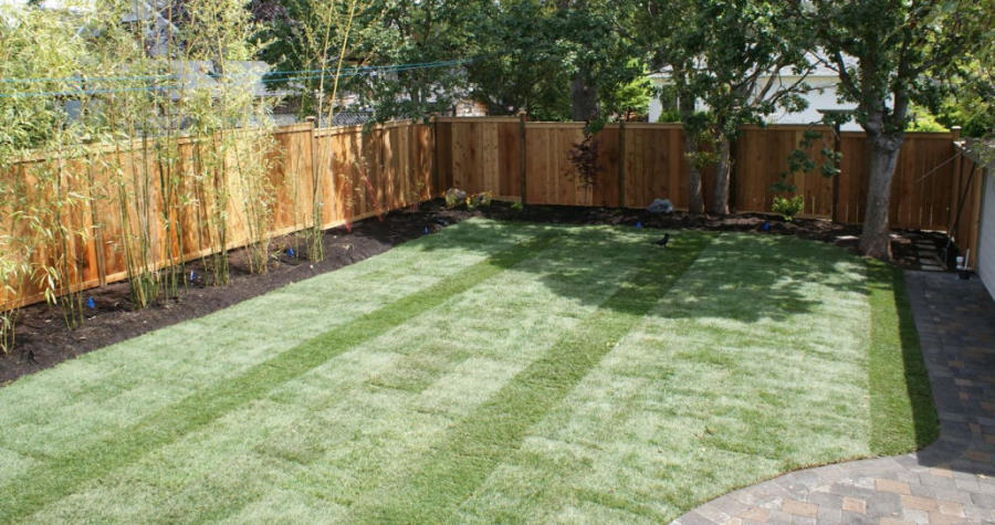 green grass in yard