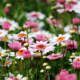 pink and white marguerite flowers in bloom