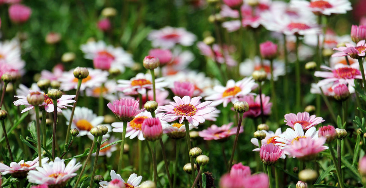 pink and white marguerite flowers in bloom