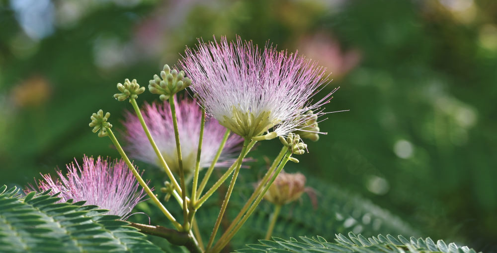 deer resistant silk tree